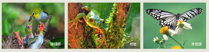 Image:Animal.jpg