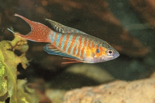 Image:高屏溪蓋斑鬥魚.jpg