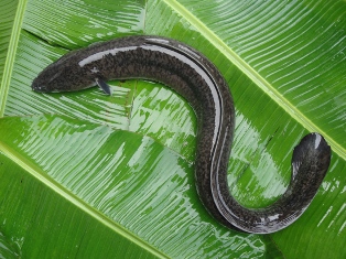 Image:高屏溪鱸鰻.JPG