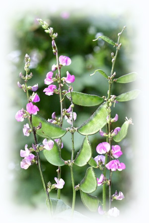 Image:生命豆季.jpg