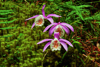 Image:台灣一葉蘭.gif
